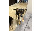 Adopt Happy Gilmore a Siberian Husky, Mixed Breed
