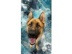 Adopt Arron a German Shepherd Dog, Mixed Breed