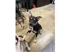 Adopt Bobby Boucher a Siberian Husky, Mixed Breed