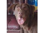 Adopt Jose a Labrador Retriever, Mixed Breed