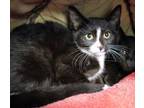 Adopt Dr. Pepper a Domestic Short Hair