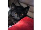 Adopt Coca-Cola a Domestic Short Hair