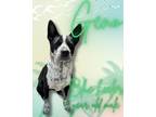 Adopt Geno a Australian Cattle Dog / Blue Heeler