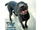 Adopt Tug a Labrador Retriever, Great Dane