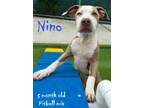 Adopt Nino a Pit Bull Terrier