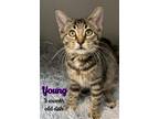 Adopt Young a Domestic Short Hair