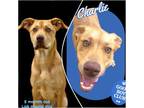 Adopt Charlie a Labrador Retriever, Hound