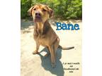 Adopt Bane a Bloodhound, Labrador Retriever