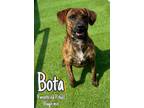 Adopt Bota a Pit Bull Terrier, Beagle