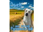 Adopt Buck a Great Pyrenees