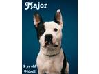 Adopt Major a Pit Bull Terrier