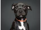 Adopt Fitz a Mastiff, Mixed Breed