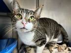 Adopt Sage a Domestic Short Hair