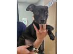 Adopt Lenny a Retriever, Mixed Breed