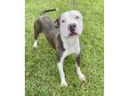 Adopt Blue a Pit Bull Terrier, Mixed Breed