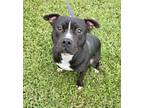 Adopt Alonzo a Pit Bull Terrier, Mixed Breed
