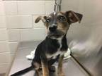 Adopt Tee a Shepherd, Mixed Breed
