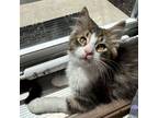 Adopt Tyler a Domestic Medium Hair