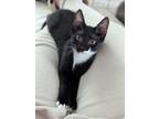 Adopt Gustavo a Domestic Short Hair