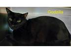 Adopt Godzilla a Domestic Short Hair