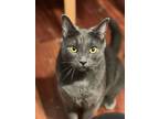 Adopt Ash a Domestic Short Hair, Tabby