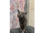 Adopt Andretti a Russian Blue