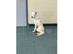 Adopt Montana a Husky, Labrador Retriever