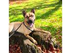 Adopt Buddy a Mixed Breed