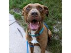 Adopt Tommo a American Staffordshire Terrier