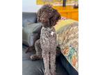 Adopt Theo a Poodle