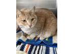 Adopt Beau a Domestic Short Hair