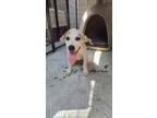 Adopt Marty a Mixed Breed