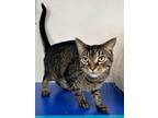 Adopt Max a Domestic Short Hair