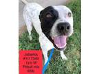 Adopt Jabarkis a Pit Bull Terrier, Hound