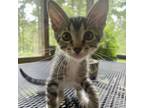 Adopt Cosmo a Domestic Short Hair