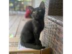 Adopt Poof a Domestic Short Hair