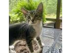 Adopt Chester a Domestic Short Hair