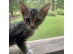 Adopt Timmy a Domestic Short Hair