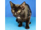 Adopt Warrior 080702S a Domestic Short Hair