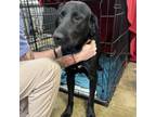 Adopt Gusmus 080704S a Black Labrador Retriever