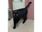 Adopt Vinny a Domestic Short Hair
