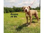Adopt Roscoe a Pit Bull Terrier