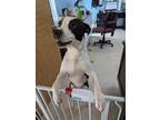 Adopt Kyro a Pit Bull Terrier, Australian Cattle Dog / Blue Heeler