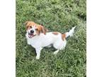 Adopt Kookie a Pointer, Spaniel