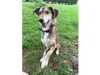 Adopt Sarge a German Shepherd Dog, Mountain Cur