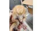 Adopt 56524842 a Domestic Short Hair