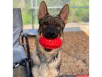 Adopt Chewy a German Shepherd Dog, Mixed Breed