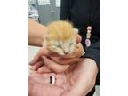 Adopt 56524817 a Domestic Short Hair