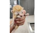 Adopt 56524849 a Domestic Short Hair