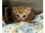 Adopt 56524851 a Domestic Short Hair